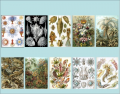 Haeckel's Artforms of Nature (part 3)