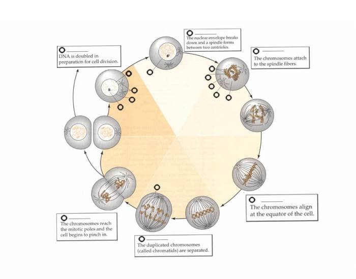 Mitosis Quiz