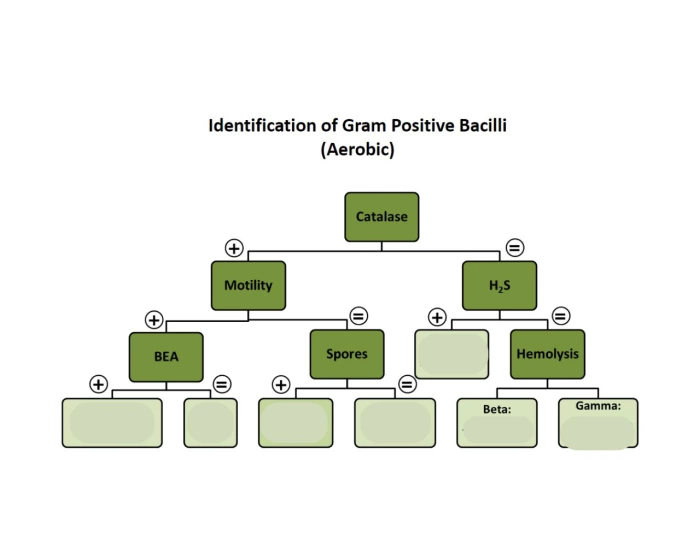 Gpb Flowchart Identification of GPB — Printable Worksheet