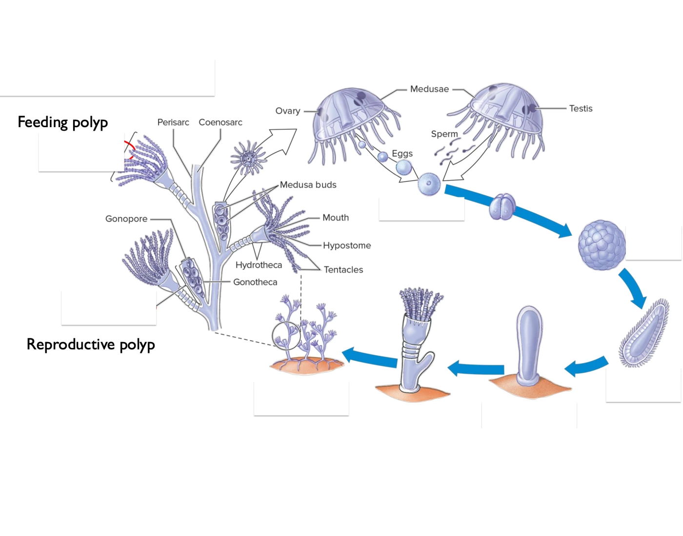 Hydroid Structure hydroid lifecycle Quiz