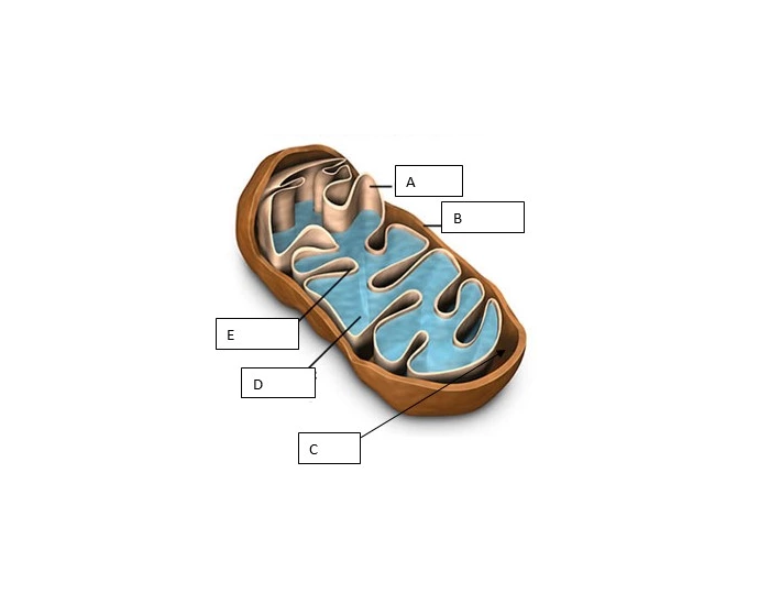 Mitochondria Worksheet.pdf Mitochondrial structure — Printable Worksheet