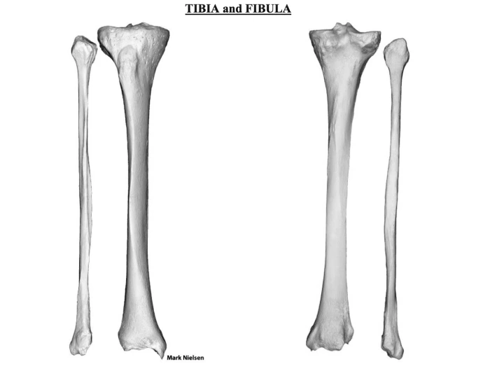 Tibia Fibia Printable Upper Appendicular Skeleton- Tibia and Fibula — Printable Worksheet