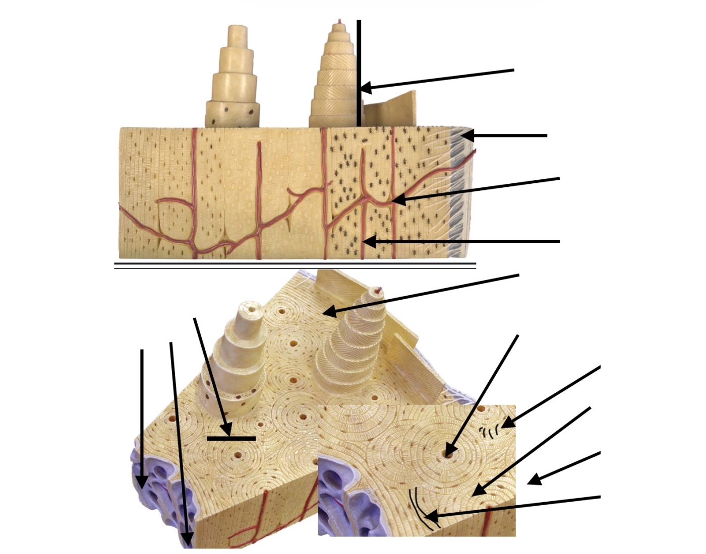 Bone tissue model Quiz