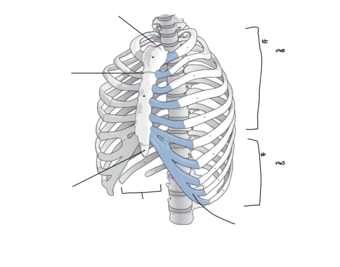 AXIAL SKELETAL SYSTEM: ribs — Printable Worksheet