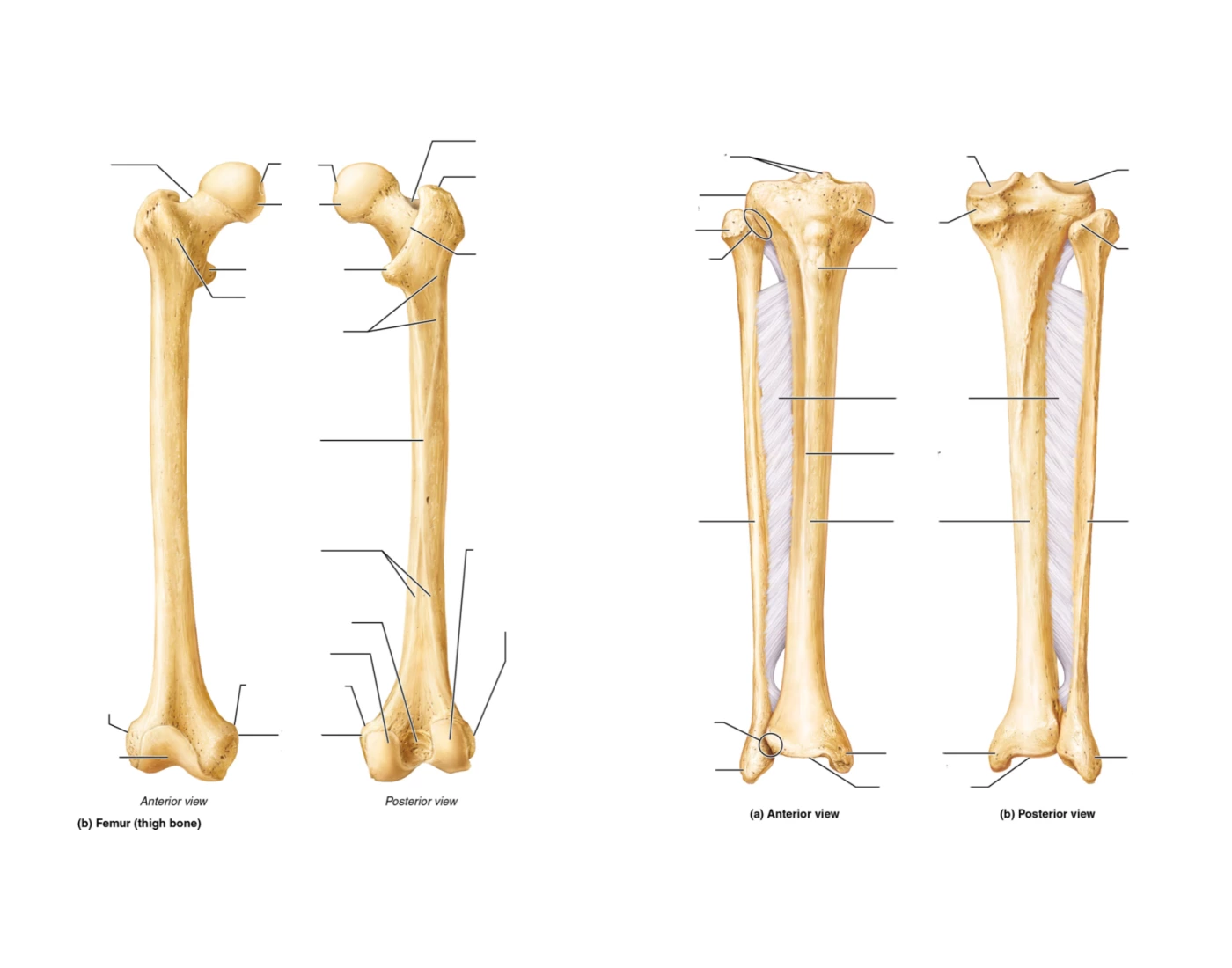 Tibia Fibia Printable Lower Limbs: Femur, Tibia, & Fibula — Printable Worksheet