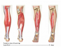 BIOL 220, BIOL 162:  Muscles lower leg posterior