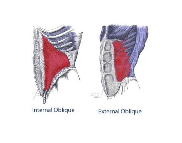 External Origin Internal and External Oblique Origin and Insertion — Printable Worksheet