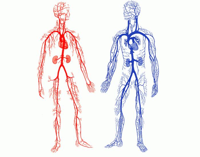 arteries-and-veins-of-the-human-body-quiz