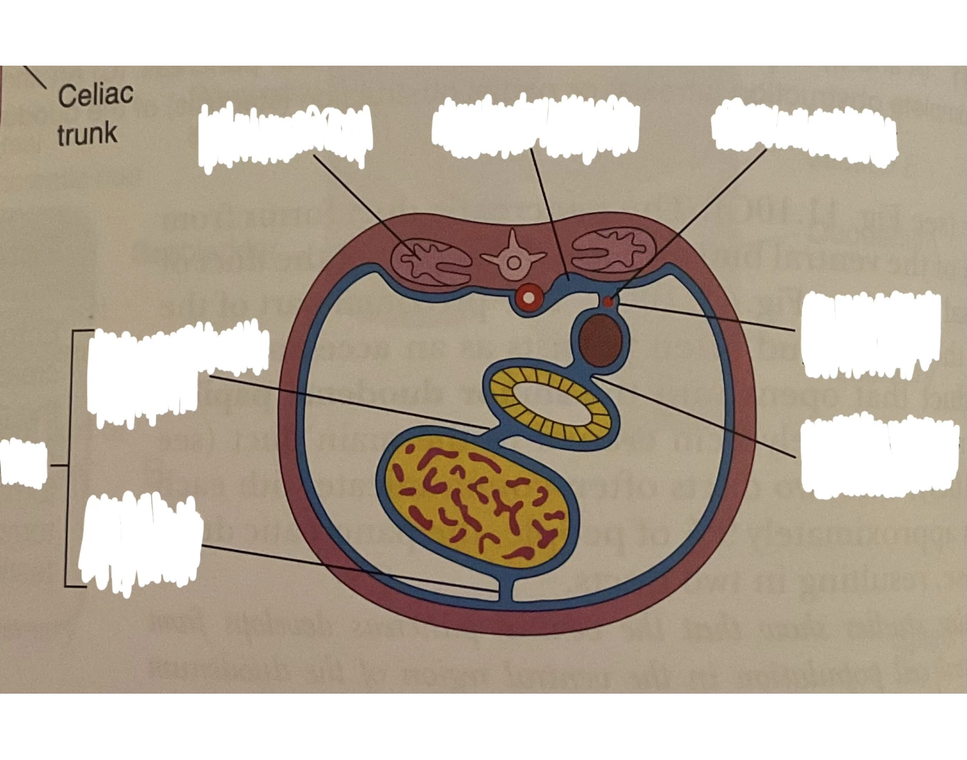 Spleen Development spleen development diagram 3 Quiz