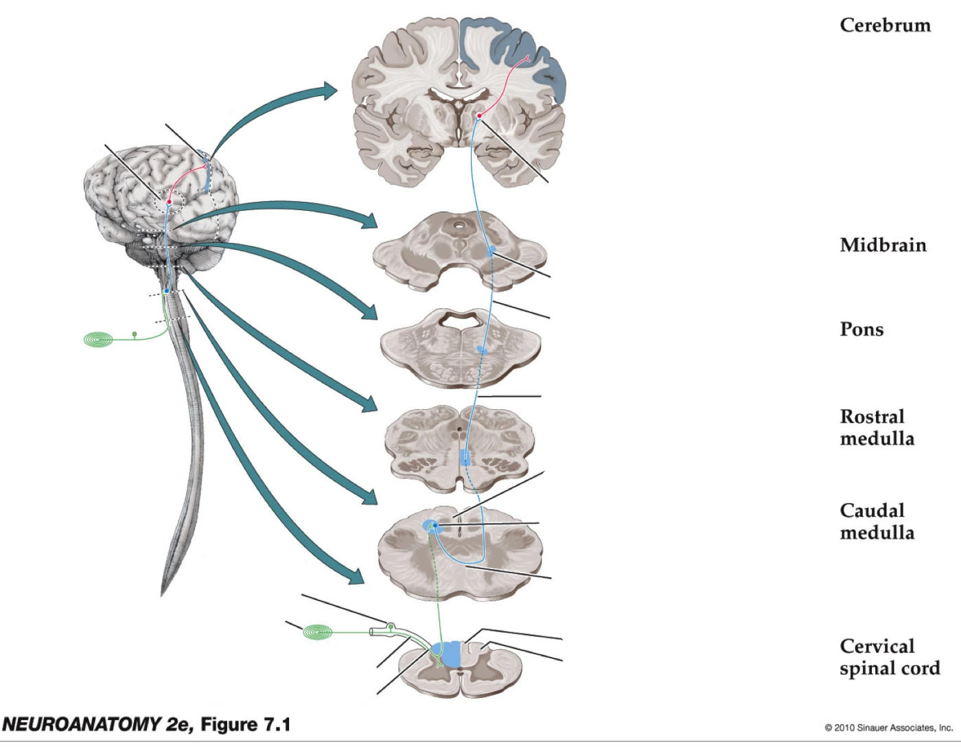Pcml Group PCML pathway Quiz