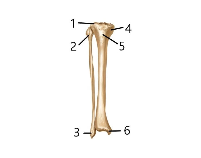 Label the features of the bone in the lower leg Quiz