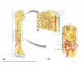 Long bone structures