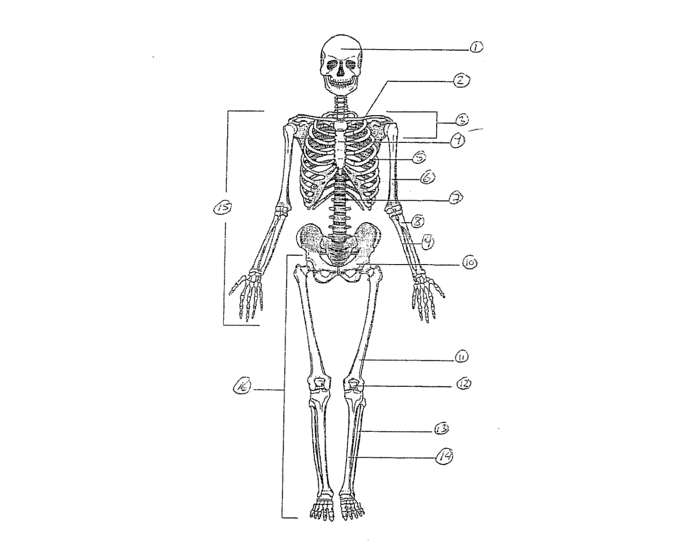 Steleton System EMT Skeletal System — Printable Worksheet