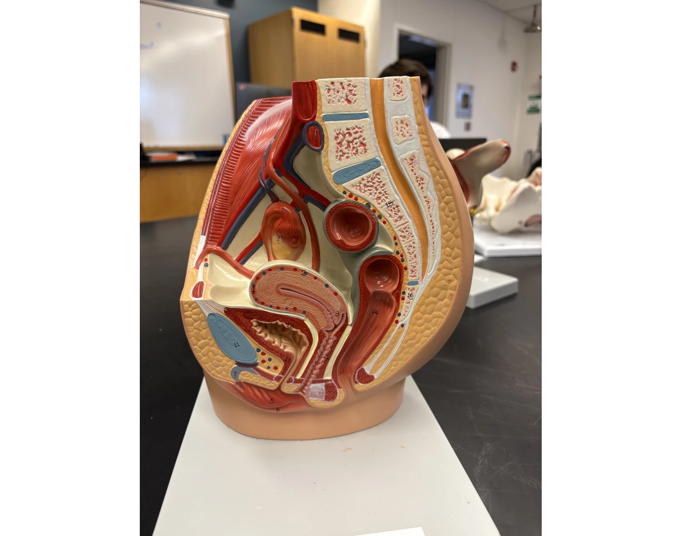 Reproduction Label female reproductive label diagram Quiz
