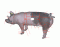 Swine Anatomy