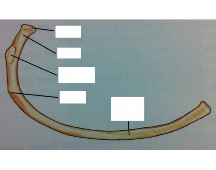 Left Rib Inferior View Fig. 11-6. Typical Rib-Inferior View Quiz