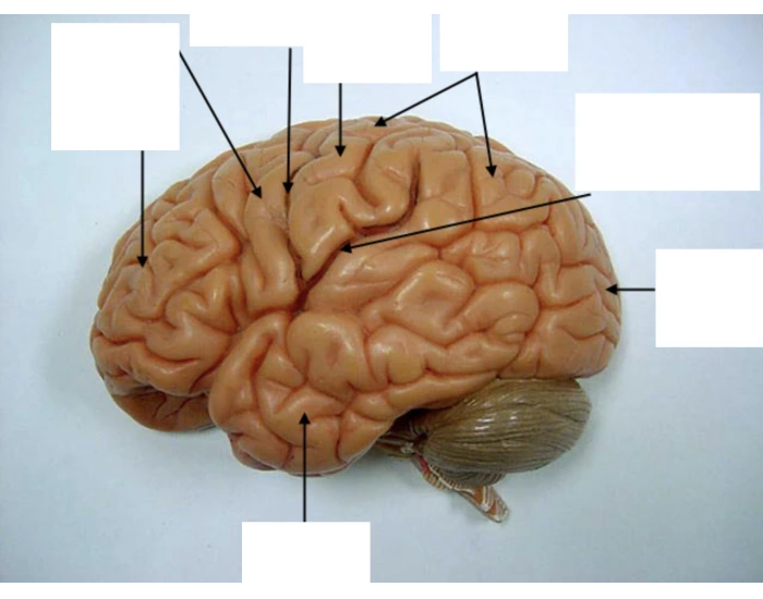 Cerebral Cortex Worksheet Cerebral Cortex (outer layer) — Printable Worksheet