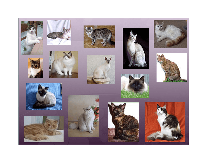 Cat Breeds Puzzle  Biology Learning Game