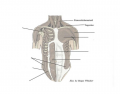 Major Muscles of the Anterior Chest and Abdominal Wall