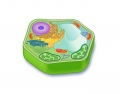 Label the Plant Cell!