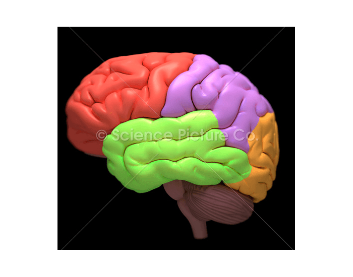 External brain anatomy 1 Quiz