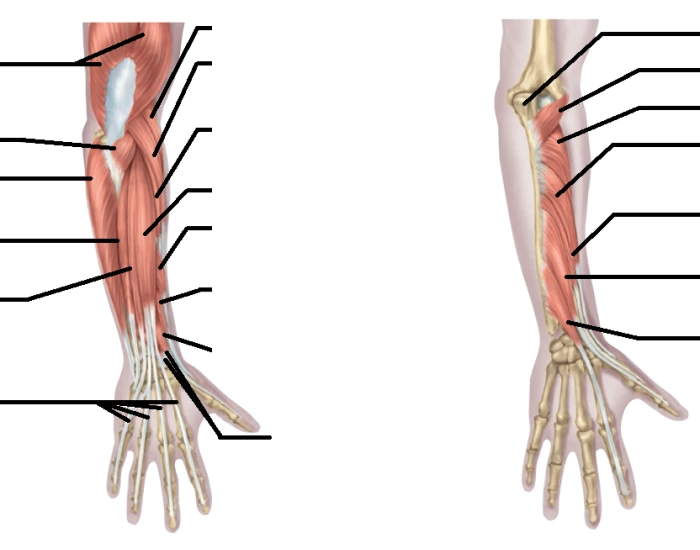 Deep and Superficial Extensor Muscles Wrist Quiz