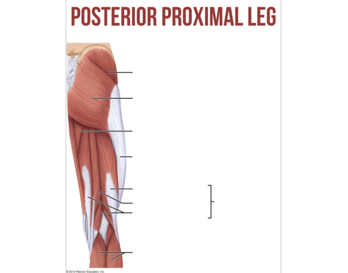 posterior proximal leg muscles Quiz