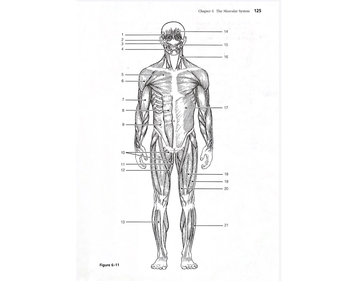 Chapter 6 Muscular system Quiz