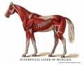 Horse's Musclar System