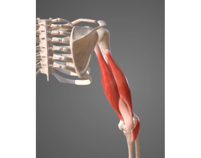 Pr Muscle Human posterior arm muscles — Printable Worksheet