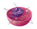 Label Parts of an Animal Cell