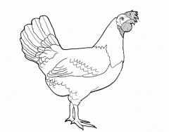 External Parts of a Chicken