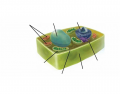 Label the Organelles of Plant Cells