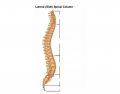 Curvatures of the Spine