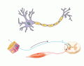 Neurons & Reflexes