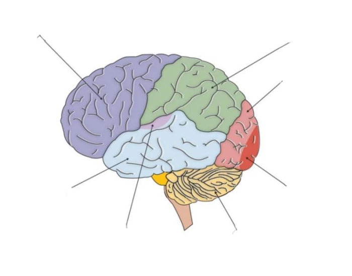 Cerebral Cortex Worksheet Cerebral Cortex Regions Brain Anatomy — Printable Worksheet