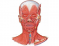 Actions of the Muscles of the Head and Neck