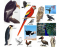 Birds ( Spanish vocabulary )