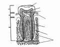 Structure of a tooth