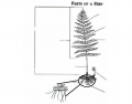 Parts of a fern