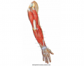Muscles of the Posterior Arm