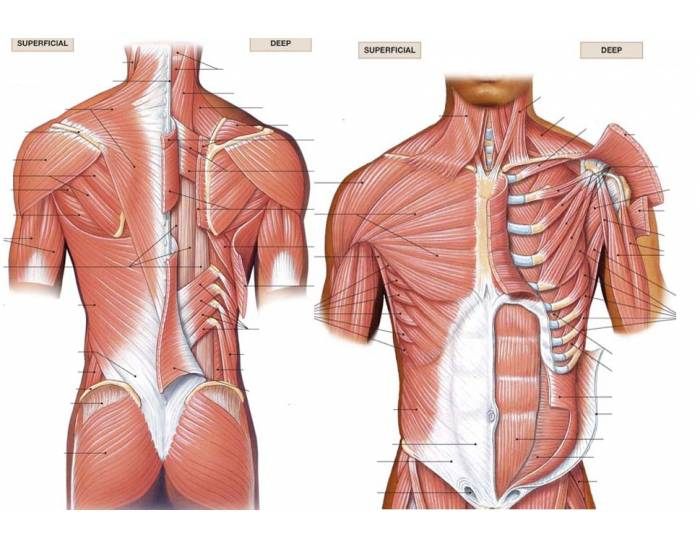 shoulder girdle muscles diagram