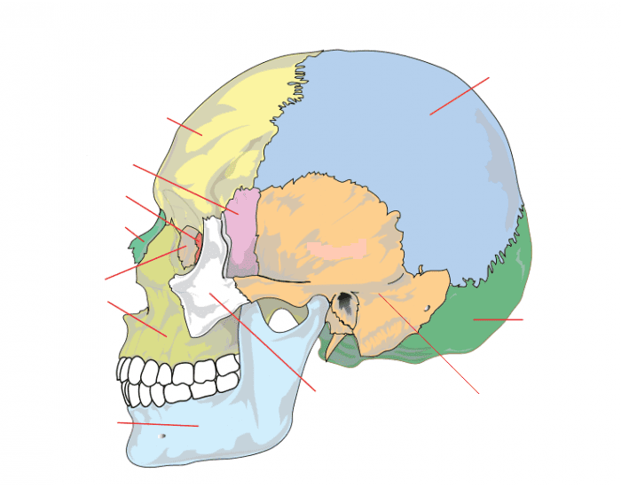 Human Skull Quiz