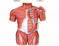 Muscles of the Anterior Trunk