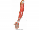 Muscles of the Anterior Arm