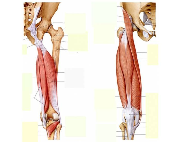 Upper leg muscles Quiz