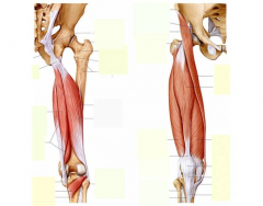 Upper leg muscles