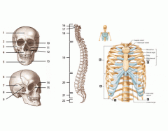 Axial Skeleton Labeling