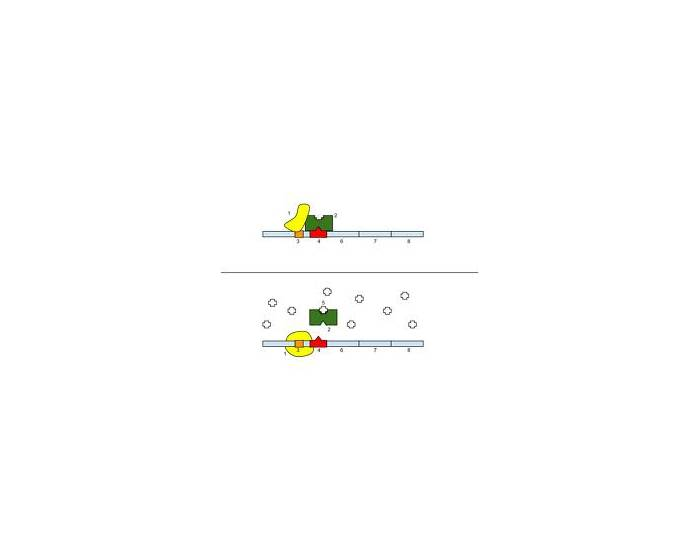 Lac operon Quiz