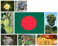 National Symbols of Bangladesh